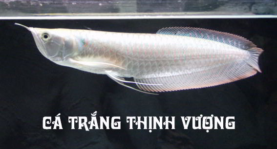 mo-thay-ca-trang-danh-con-gi